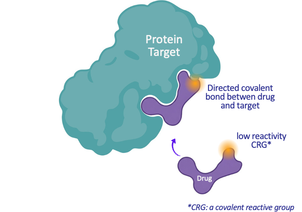 Diagram: a covalent drug forms a directed covalent bond with its protein target via a low-reactivity covalent reactive group.